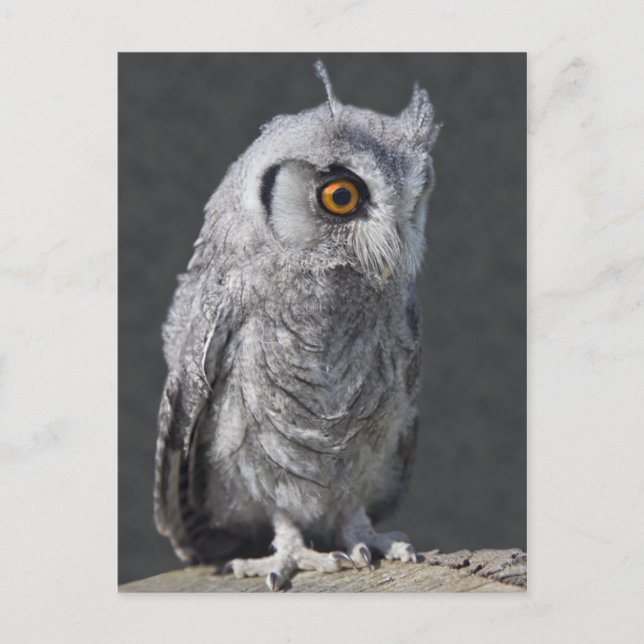 Fluffy Owlet Postcard Postkarte (Vorderseite)