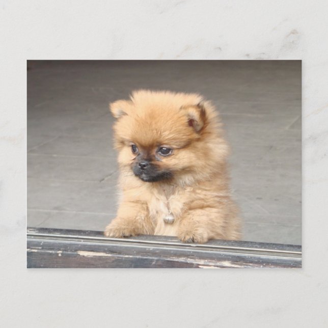 Fluffy Puppy Postkarte (Vorderseite)