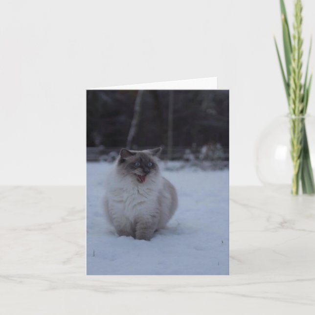 Fluffy Ragdoll Cat in der Schneegrüßkarte Karte (Vorderseite)