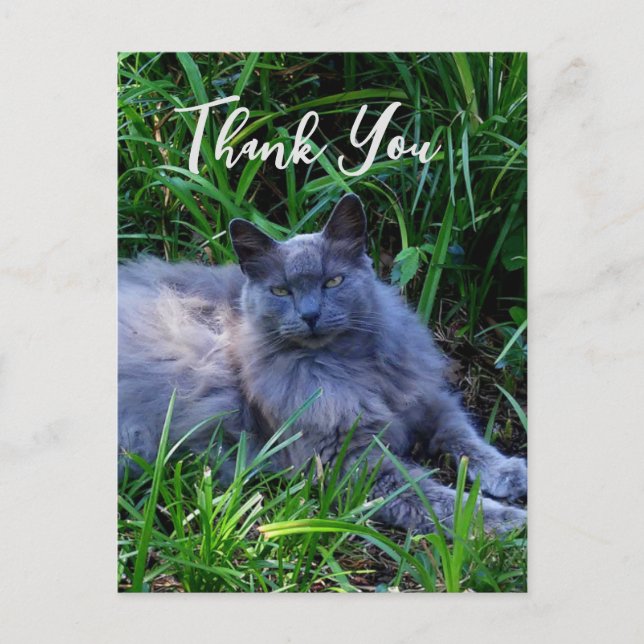Fluffy Russian Blue Cat Danke-Card Postkarte (Vorderseite)