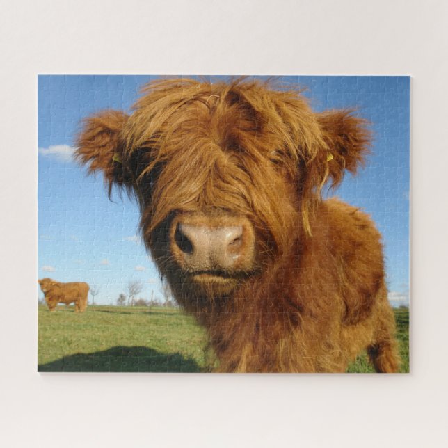 Fluffy Scottish Highland Cow - Blue Sky (Horizontal)