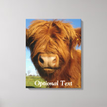 Fluffy Scottish Highland Cow - Blue Sky