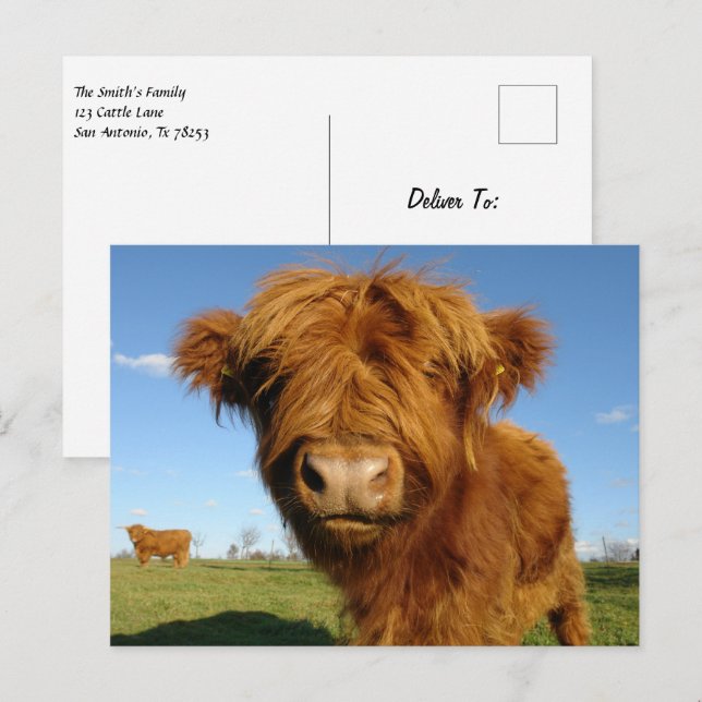 Fluffy Scottish Highland Cow - Blue Sky Postkarte (Vorne/Hinten)