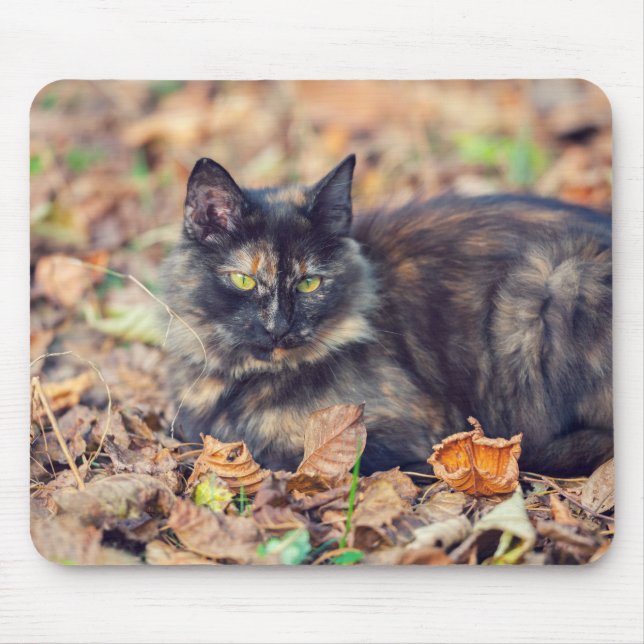 Fluffy Tortoiseshell Kitty im Herbst Mousepad (Vorne)
