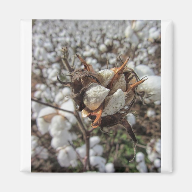 Fluffy White Cotton Bolls Magnet (Vorne)