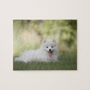 Fluffy White Keeshond Puppy