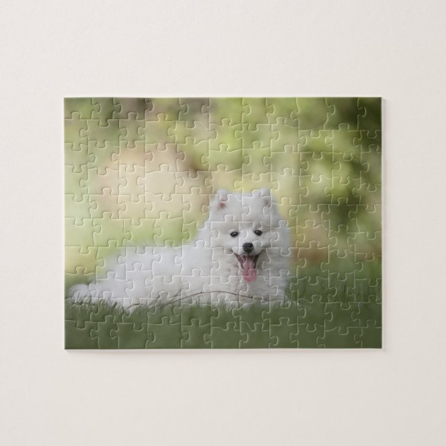 Fluffy White Keeshond Puppy (Horizontal)