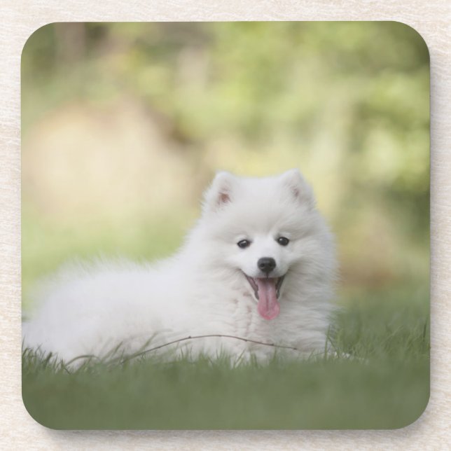 Fluffy White Keeshond Puppy Getränkeuntersetzer (Vorderseite)
