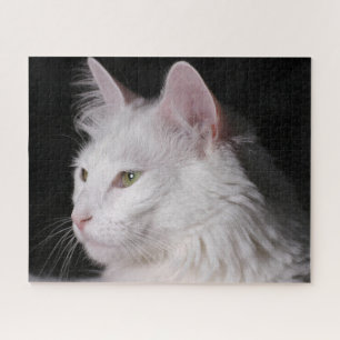 Fluffy White Maine Coon Cat