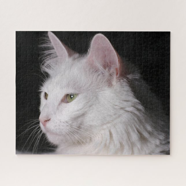 Fluffy White Maine Coon Cat (Horizontal)
