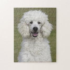 Fluffy White Poodle Puppy Dog