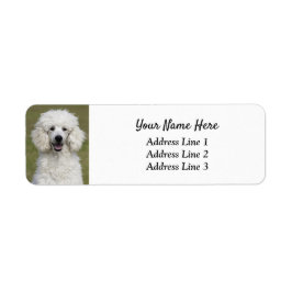 Fluffy White Poodle Puppy Hund Rückgabeadresse