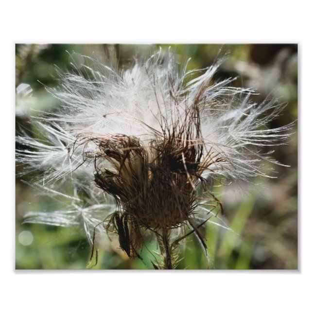 Fluffy White Thistle Fower Seeds 10x8 Nature Fotodruck (Vorne)