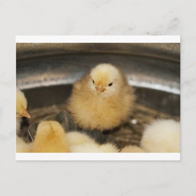 Fluffy Yellow Baby Chick Postkarte (Vorderseite)
