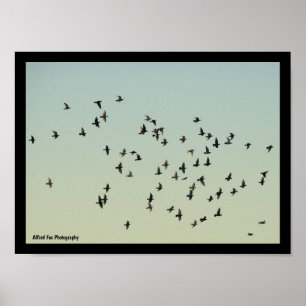 Flug der Tauben Poster