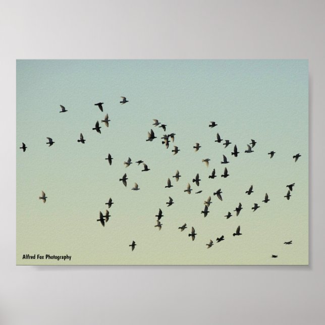 Flug der Tauben Poster (Vorne)