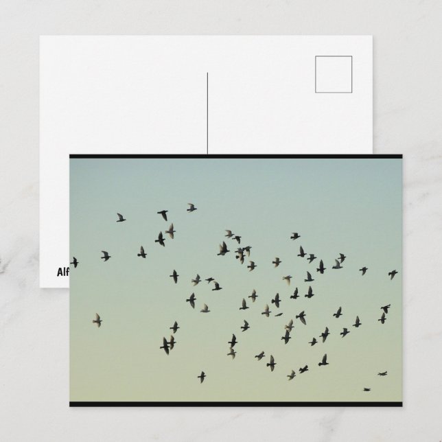 Flug der Tauben Postkarte (Vorne/Hinten)