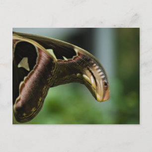 Flüge der Atlas-Postkarte Postkarte