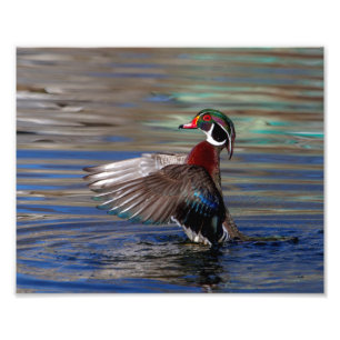 Flügel 10x8, der hölzerne Ente flattert Fotodruck