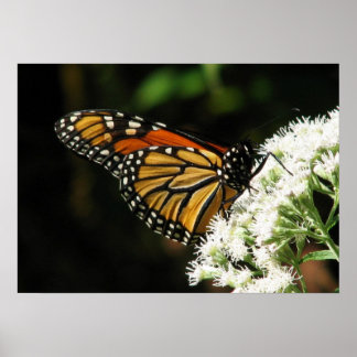 Flügel 2 Fliegen Poster