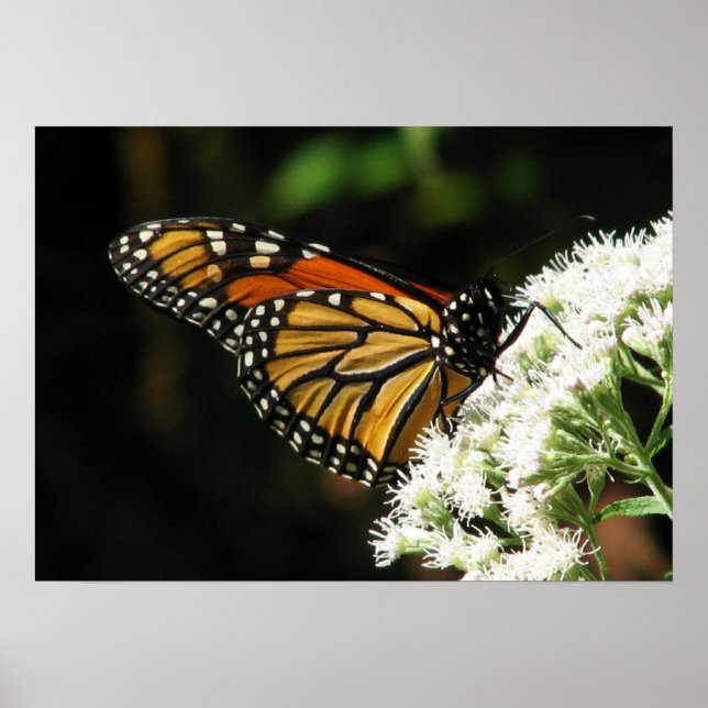 Flügel 2 Fliegen Poster (Vorne)