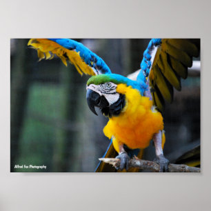 Flügel aus Gold und Saphir Poster
