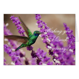 Flügel von Glauben-Funkeln Violett-Ohren Kolibri
