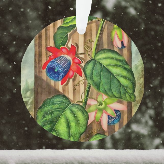 Flügeldrachen-Passion-Blume-Tempel der Flora - Wei Ornament (Von Creator hochgeladen)