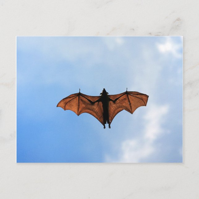 Flughund Postkarte (Vorderseite)