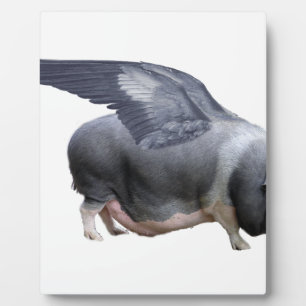 Flugschwein Fotoplatte