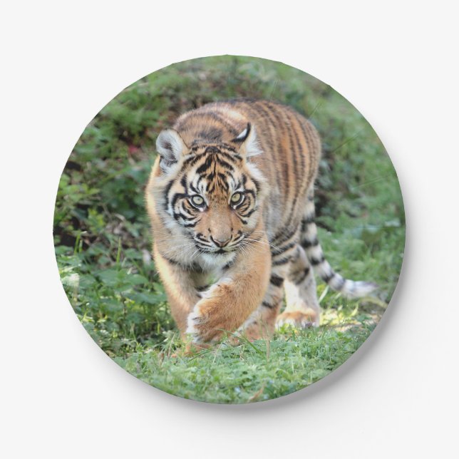 Flugzeug aus Papier. Foto tiger 05. Papierplatte Pappteller (Vorderseite)