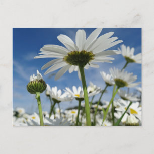 Flugzeuge im Himmel Postkarte