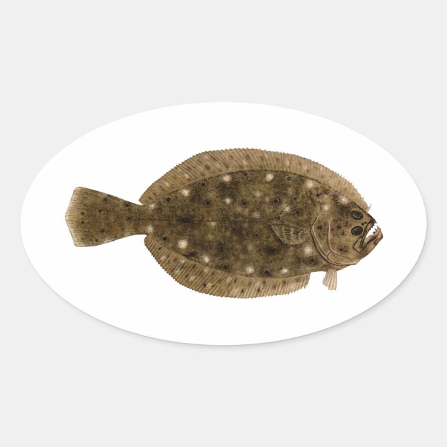 Fluke - Sommerflunder Ovaler Aufkleber (Vorderseite)