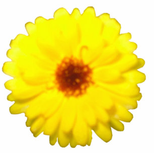 Fluorescent Jaune Marigold Photo Sculpture