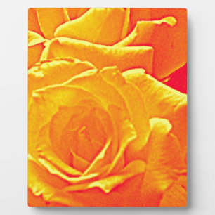 fluorescent rose orange fotoplatte
