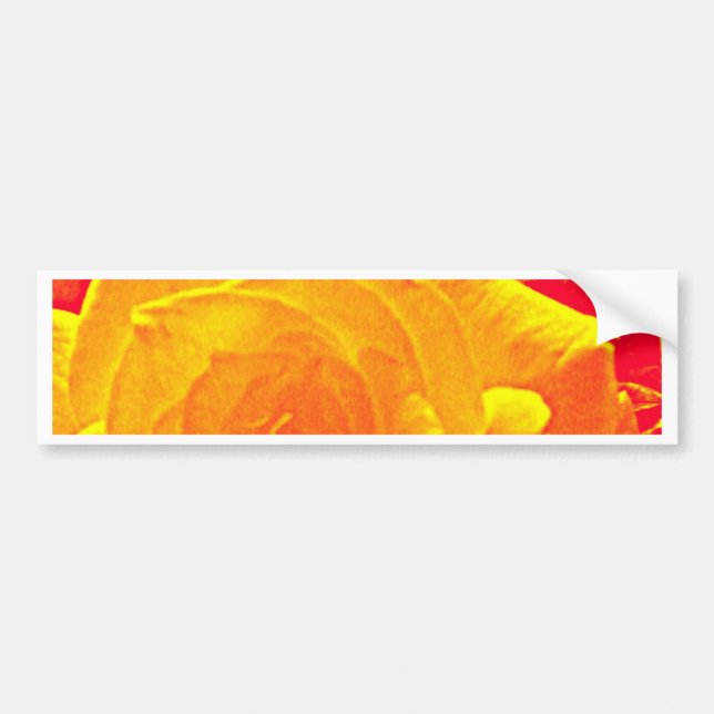 fluoreszierende Rose orange Autoaufkleber (Vorne)