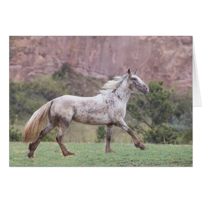 Flurry's Run - La Greting Card de la liberté (Devant horizontal)