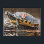Fluss Cooter Turtle Postcard Postkarte<br><div class="desc">River Cooter Turtle chaotisch vom Tauchen unter dem Wasser. Postcard kann mit Ihrem eigenen Namen personalisiert werden. Klicken Sie auf DIESE VORLAGE PERSONALISIEREN,  und folgen Sie den Anweisungen. Ideal für Naturliebhaber. Schicken Sie es zum Tag der Erde.</div>