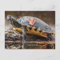 Fluss Cooter Turtle Postcard