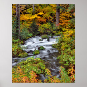 Fluss durch Wald, Fall, Oregon Poster