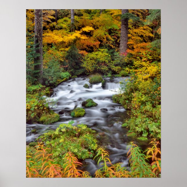 Fluss durch Wald, Fall, Oregon Poster (Vorne)