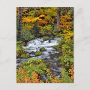 Fluss durch Wald, Fall, Oregon Postkarte