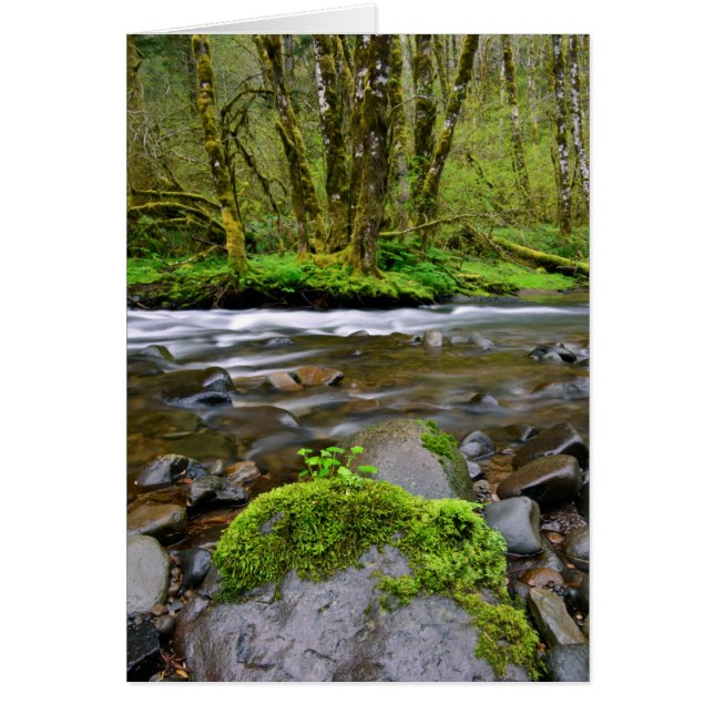 Fluss im grünen Wald, Oregon (Vorne)