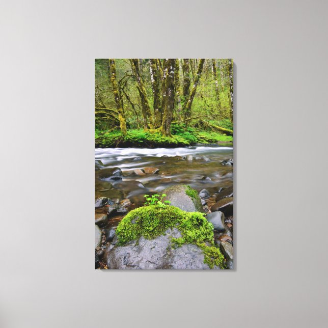 Fluss im grünen Wald, Oregon Leinwanddruck (Vorderseite)