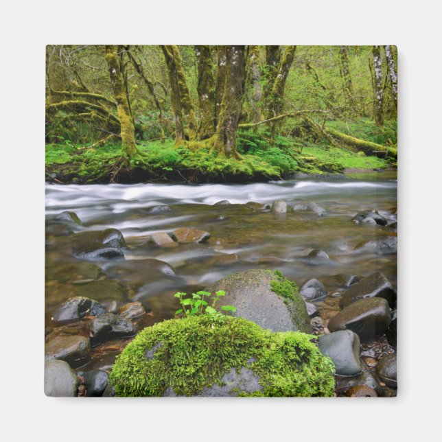 Fluss im grünen Wald, Oregon Magnet (Vorne)