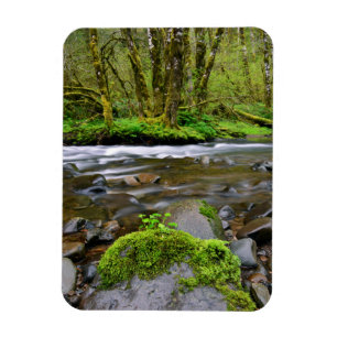 Fluss im grünen Wald, Oregon Magnet