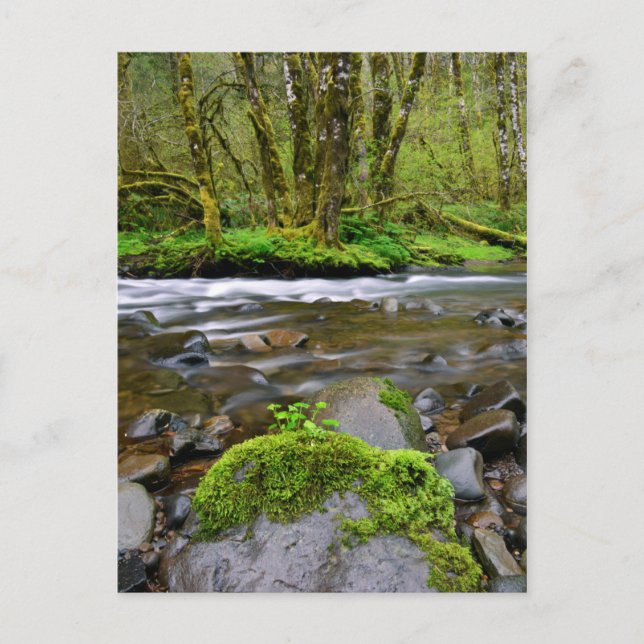 Fluss im grünen Wald, Oregon Postkarte (Vorderseite)