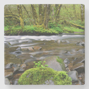 Fluss im grünen Wald, Oregon Steinuntersetzer