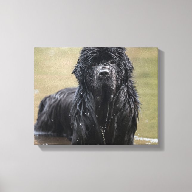 Fluss Neufundland Leinwand Foto (Vorderseite)