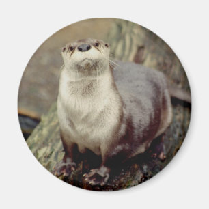 Fluss-Otter-Magnet Magnet